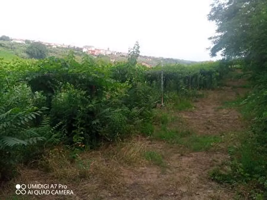 Immagine 15 di Terreno agricolo in vendita  in C.DA VILLA STANAZZO a Lanciano
