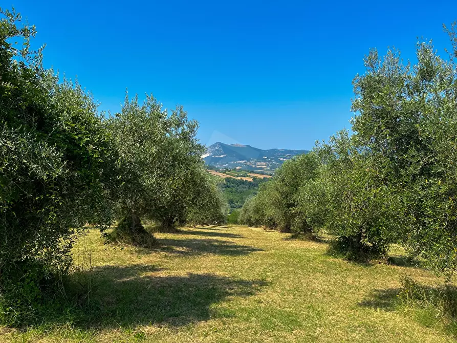 Immagine 2 di Rustico / casale in vendita  a Maiolati Spontini