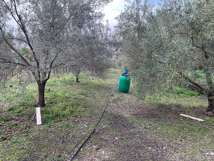 Immagine 22 di Terreno agricolo in vendita  a Pedara