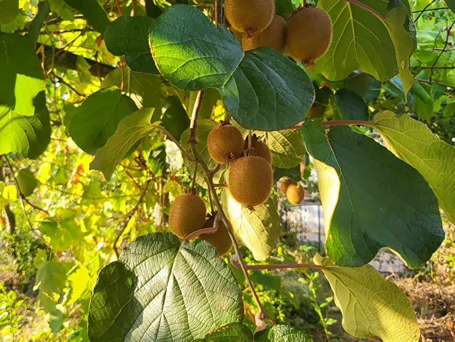 Immagine 108 di Casa indipendente in vendita  in Via Giotto 22 a Acri