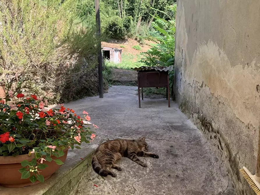 Immagine 11 di Rustico / casale in vendita  a Camaiore