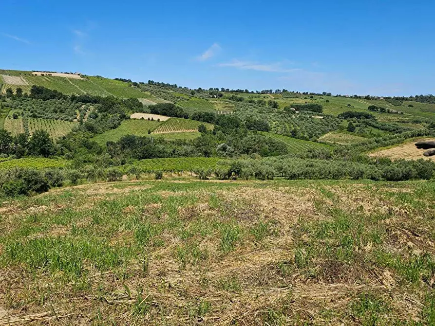 Immagine 10 di Terreno agricolo in vendita  in Via Ciommi a Castel Frentano