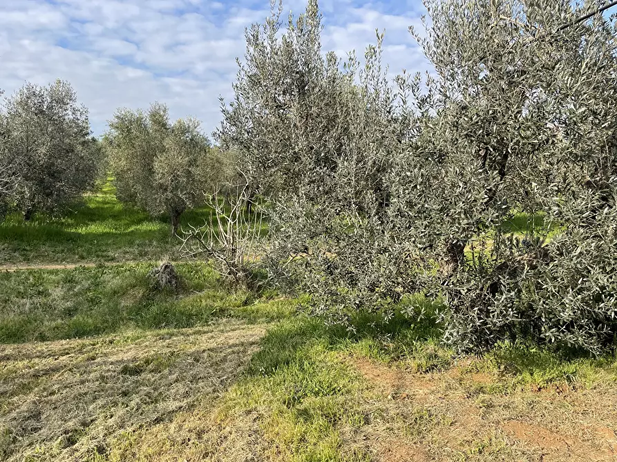 Immagine 3 di Terreno agricolo in vendita  in Via Pasubio 33 a Cecina