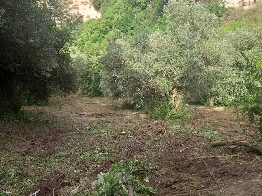 Immagine 10 di Terreno agricolo in vendita  in Via Giulio Roncacci 1 a Morlupo