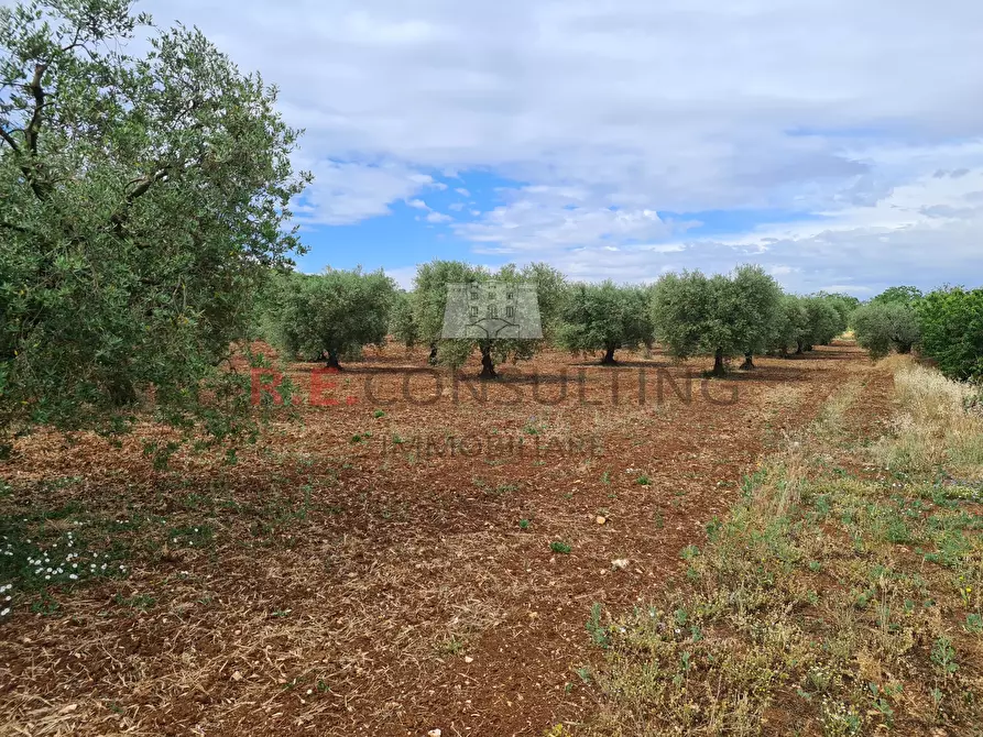 Immagine 17 di Baita in vendita  in Via ospedale a Martina Franca