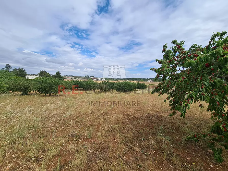 Immagine 24 di Baita in vendita  in Via ospedale a Martina Franca