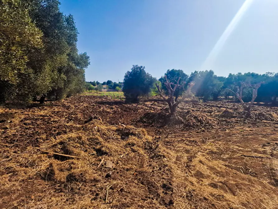 Immagine 44 di Rustico / casale in vendita  in Contrada Mincuccio N.C a Ostuni