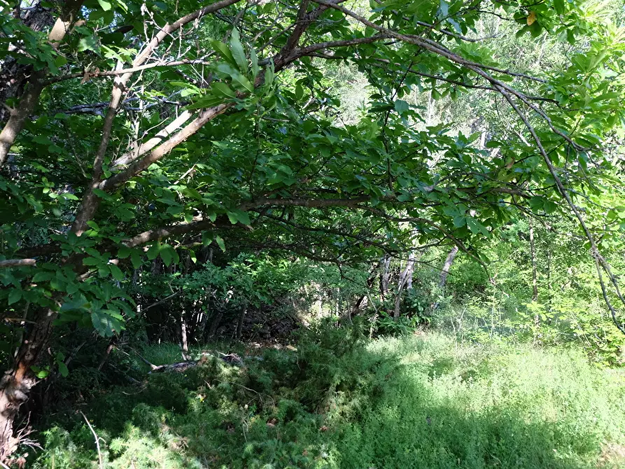 Immagine 9 di Rustico / casale in vendita  in Unnamed Road 13b a Sassello