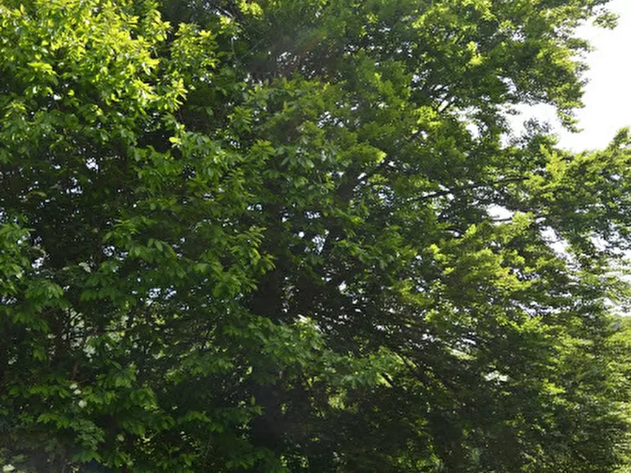 Immagine 38 di Rustico / casale in vendita  in Via Dano a Sassello