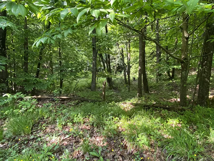 Immagine 6 di Casa indipendente in vendita  in Via Monterosso 11 a Tiglieto