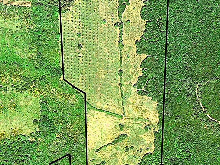 Immagine 14 di Terreno agricolo in vendita  in Località di Popogna la Concezione 35 a Rosignano Marittimo