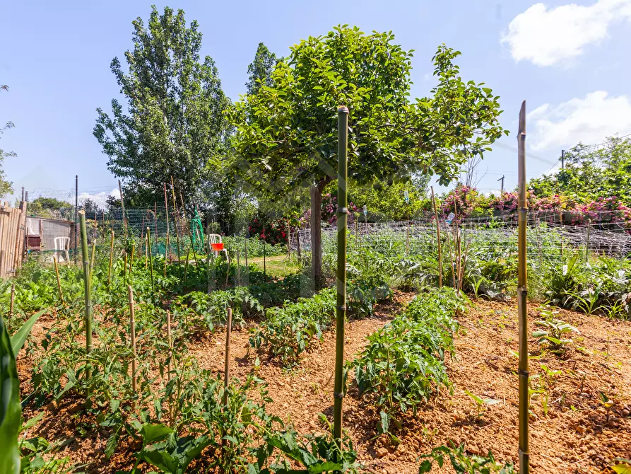 Immagine 18 di Terreno agricolo in vendita  in Via dell'Uliveta a Livorno