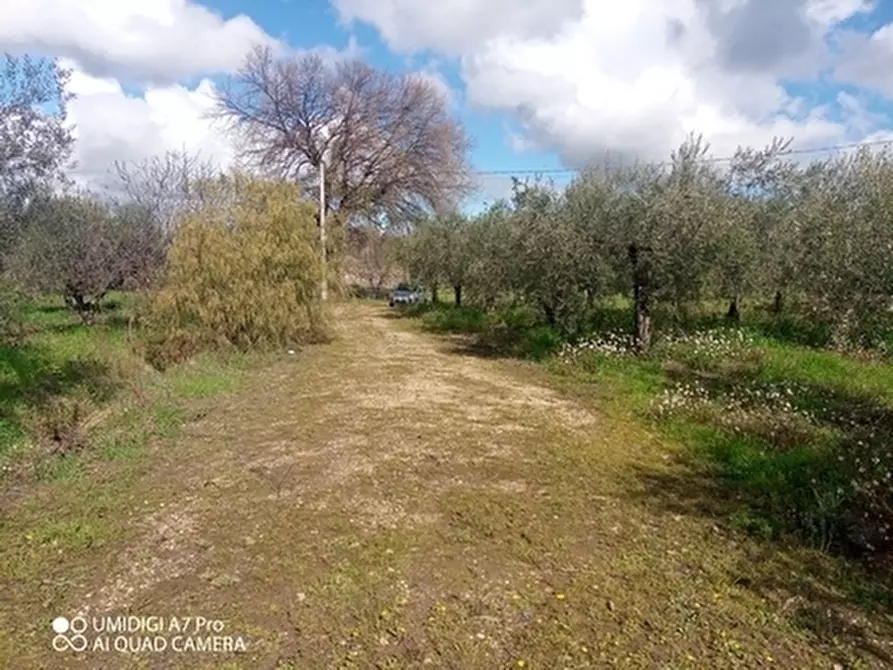 Immagine 4 di Terreno agricolo in vendita  a Fossacesia