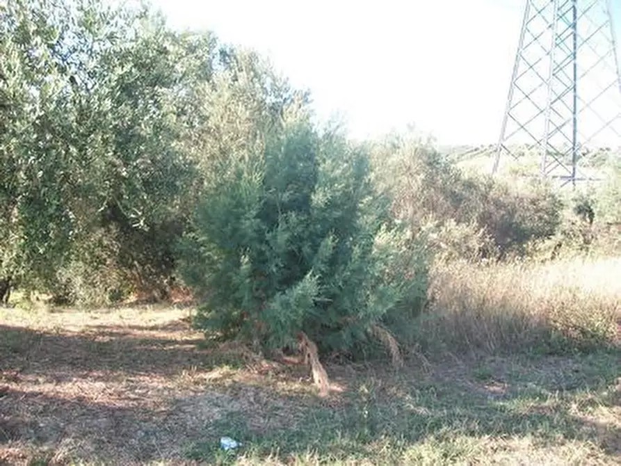 Immagine 2 di Terreno agricolo in vendita  in C.DA RIZZACORNO a Lanciano