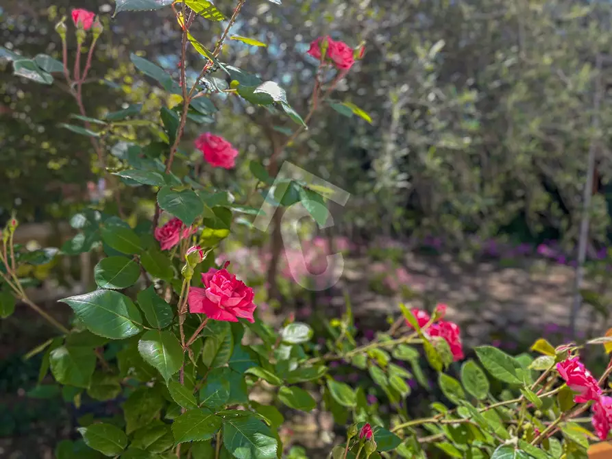 Immagine 4 di Casa indipendente in vendita  a Jesi