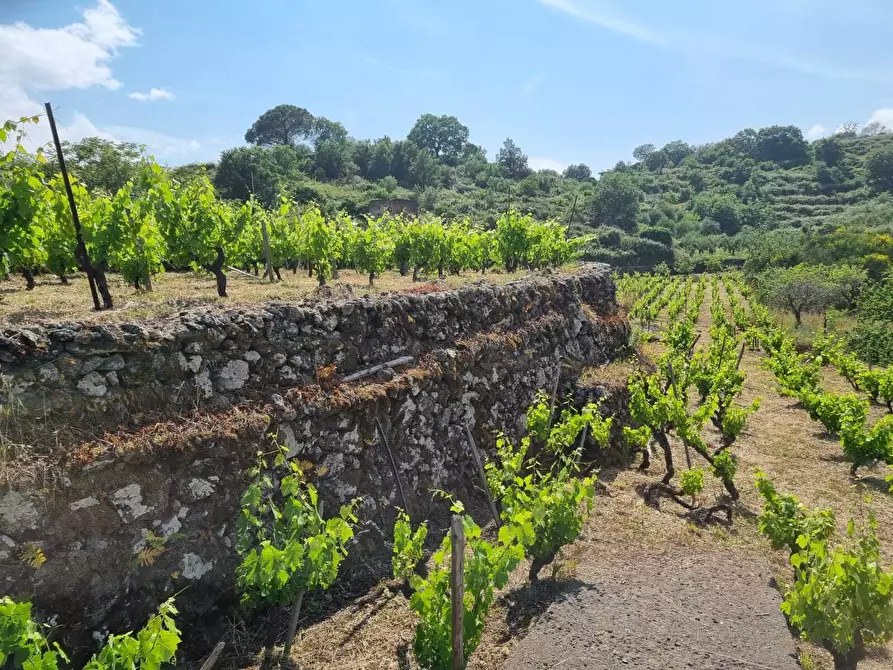Immagine 15 di Terreno agricolo in vendita  a Tremestieri Etneo