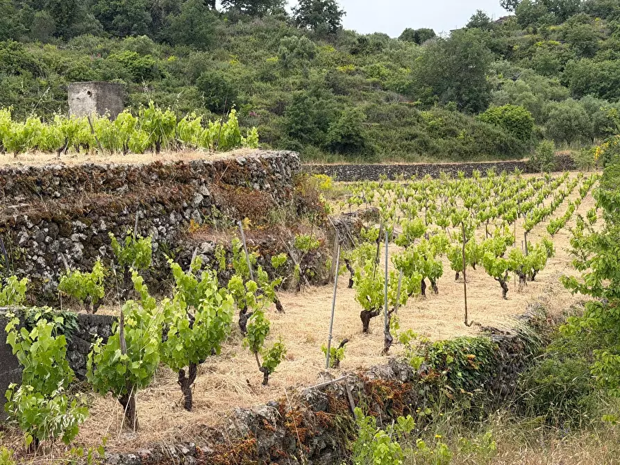 Immagine 1 di Terreno agricolo in vendita  a Tremestieri Etneo