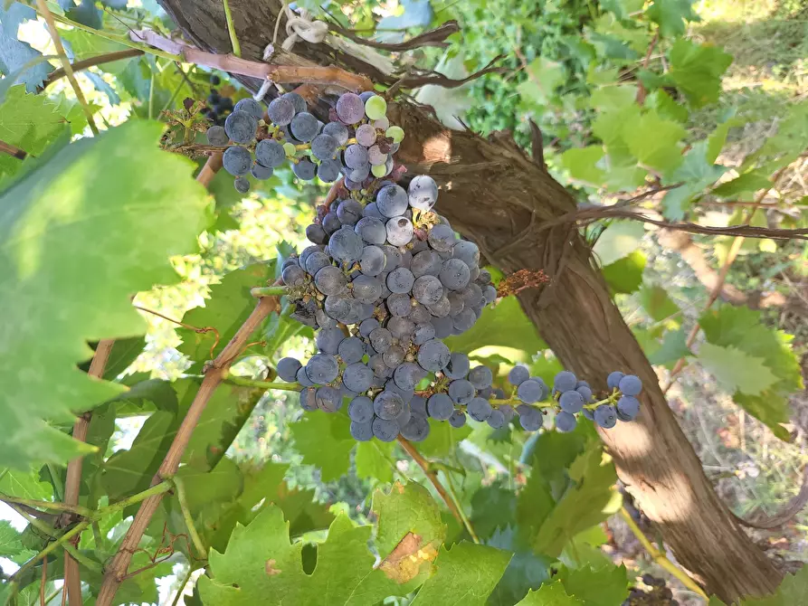 Immagine 97 di Casa indipendente in vendita  in Via Giotto 22 a Acri