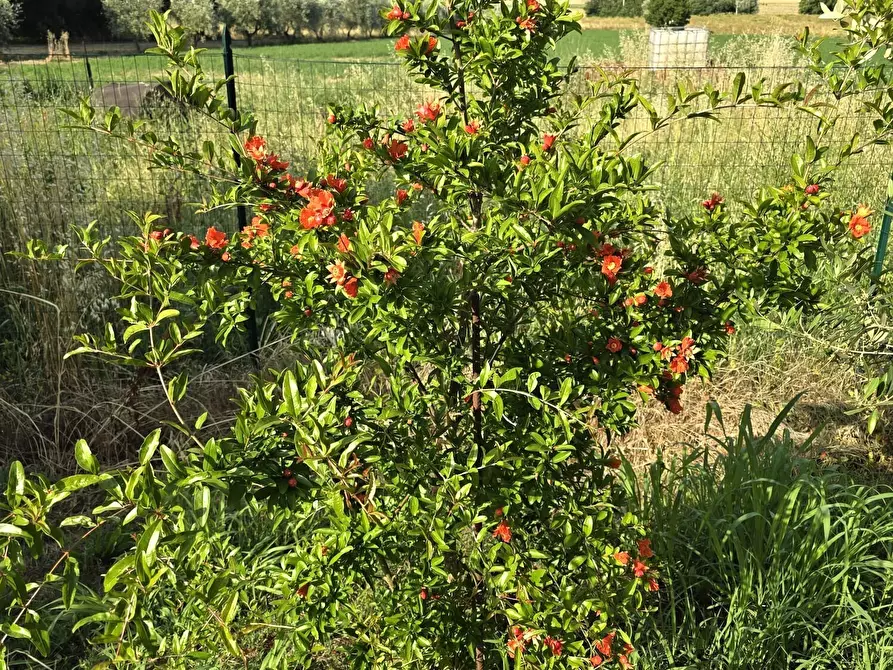 Immagine 75 di Casa indipendente in vendita  in Località Mecucciami 14 a Castiglione Del Lago