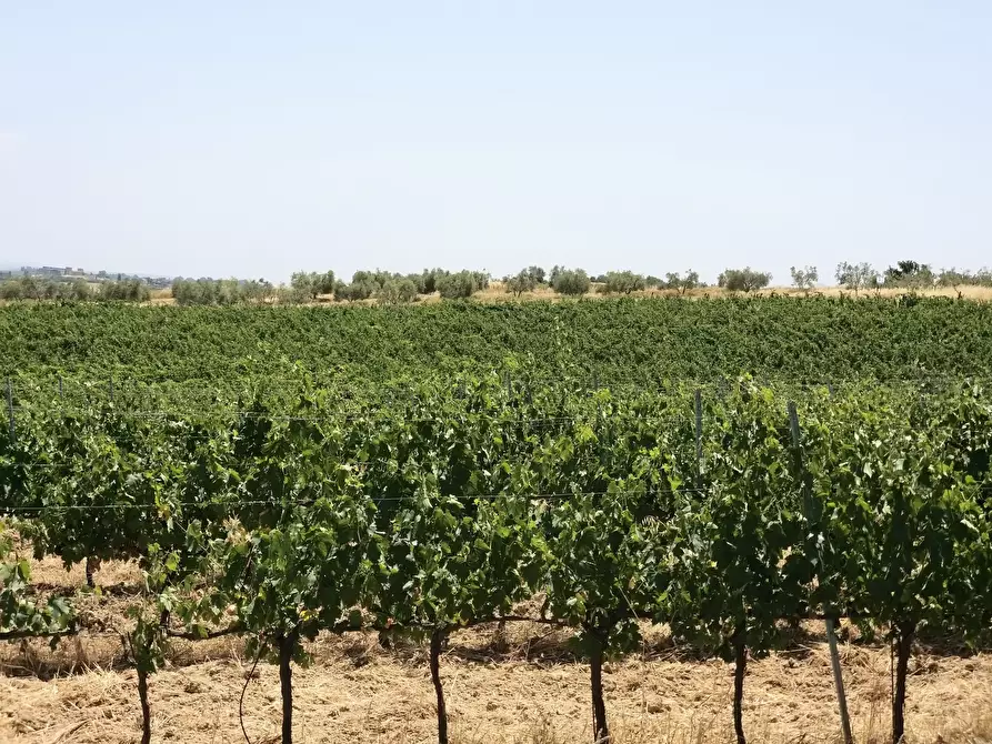 Immagine 14 di Terreno agricolo in vendita  in Via Ascianello a Montepulciano