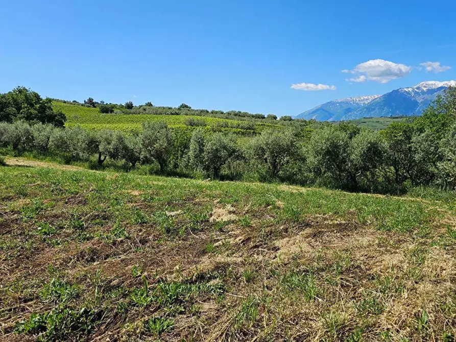 Immagine 5 di Terreno agricolo in vendita  in Via Ciommi a Castel Frentano