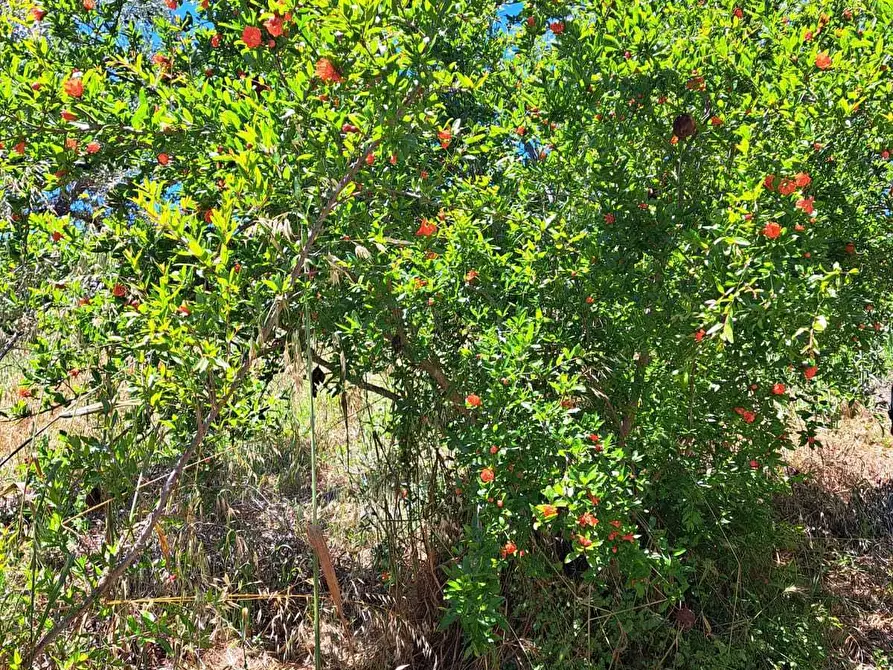 Immagine 13 di Rustico / casale in vendita  in STRADA P. MEDIANA 51 a Fossacesia