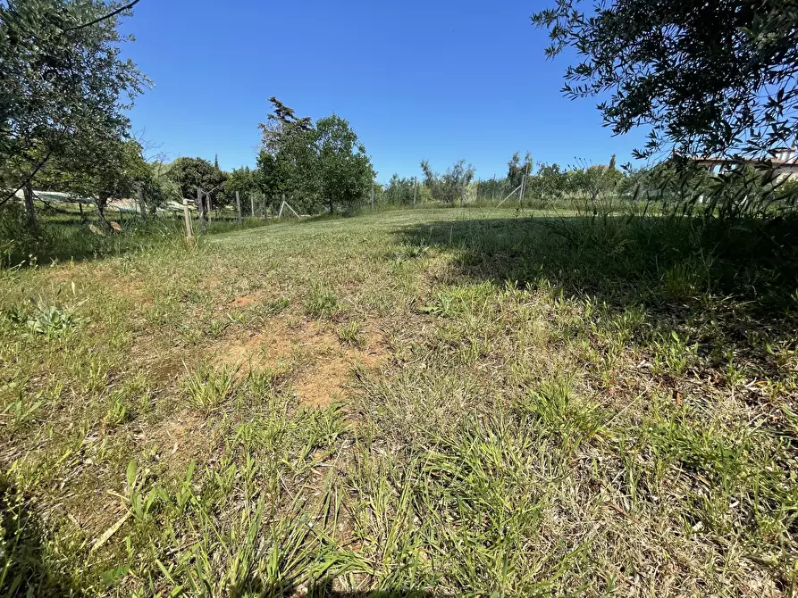 Immagine 10 di Terreno agricolo in vendita  in Strada Provinciale dei Tre Comuni a Casale Marittimo