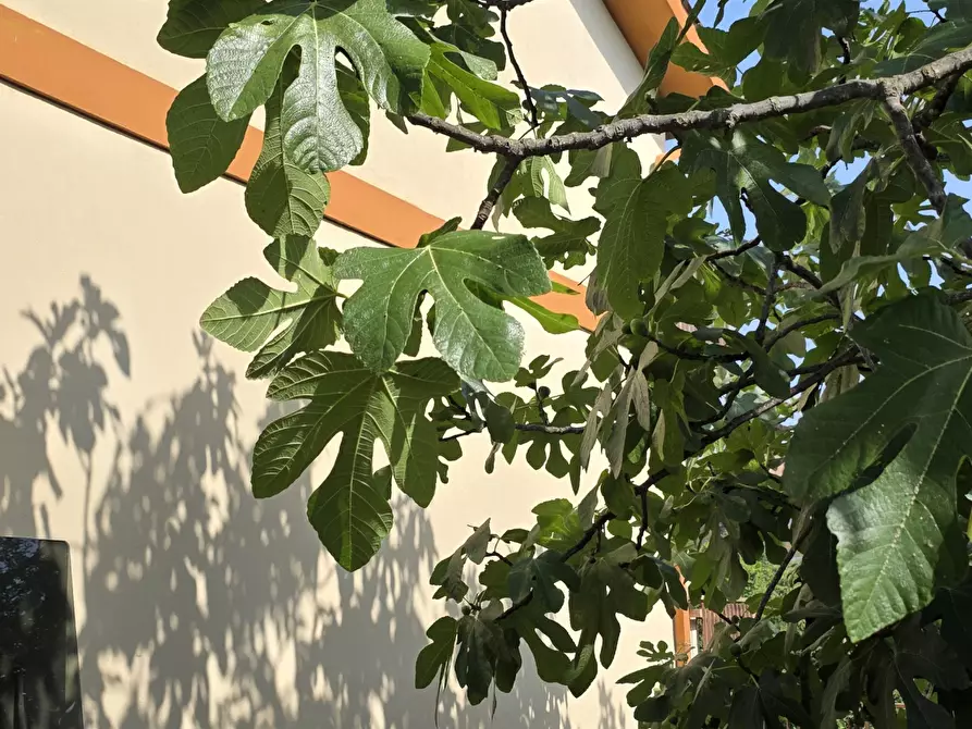 Immagine 58 di Palazzo in vendita  in Via Giovanni Pascoli 18 a Morlupo