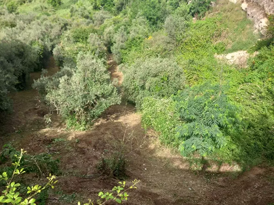 Immagine 5 di Terreno agricolo in vendita  in Via Giulio Roncacci 1 a Morlupo