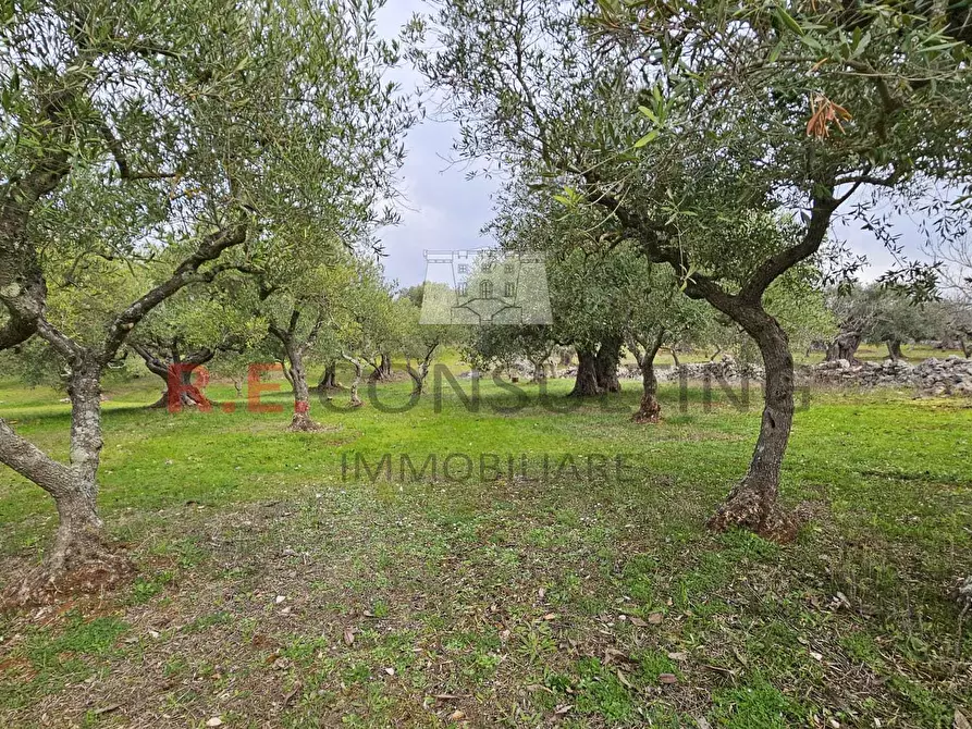 Immagine 19 di Rustico / casale in vendita  a Martina Franca