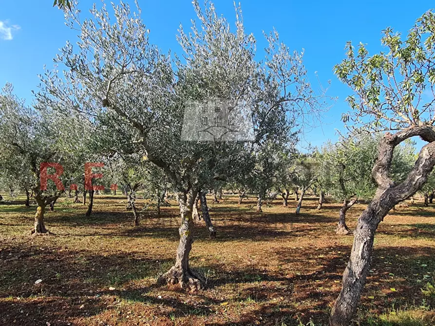 Immagine 9 di Baita in vendita  in Via Pergolo 66 a Martina Franca