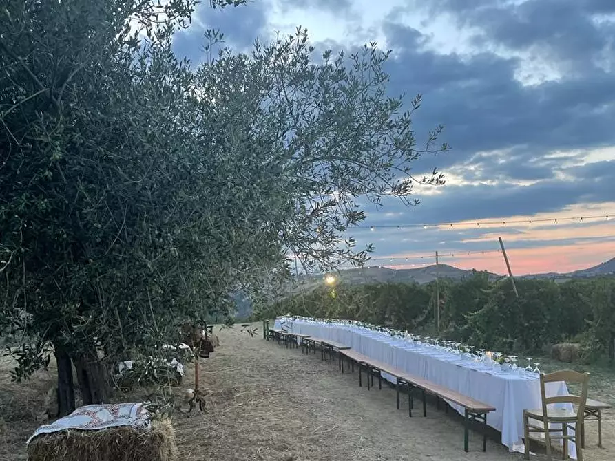 Immagine 7 di Azienda agricola in affitto  a Città Sant'angelo