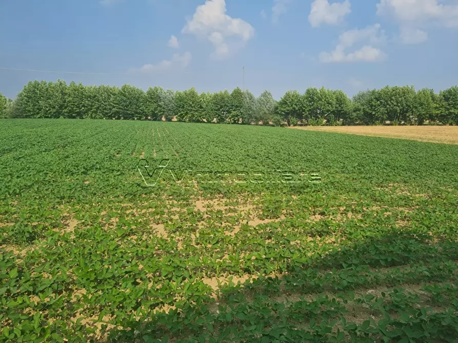 Immagine 5 di Terreno agricolo in vendita  in Via Cà Montanare a Barbarano Mossano