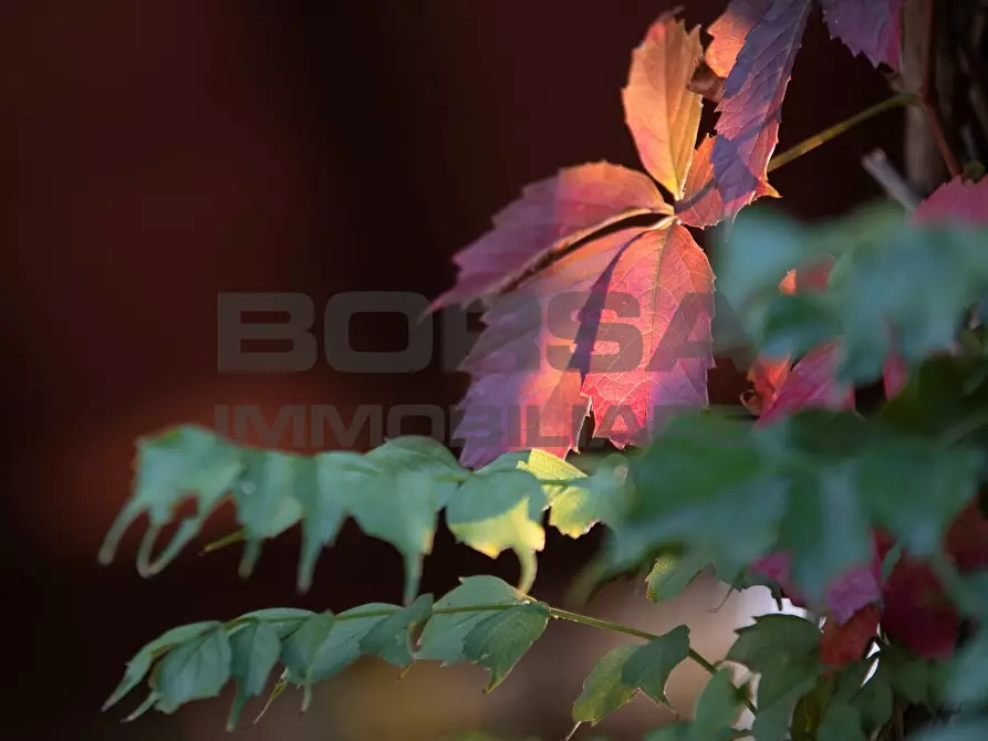 Immagine 10 di Terratetto in vendita  in greppi cupi 212 a Castagneto Carducci