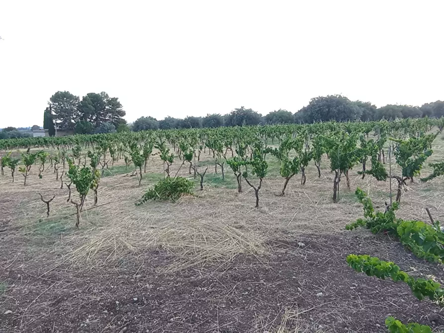 Immagine 11 di Villa in vendita  a Chiaramonte Gulfi