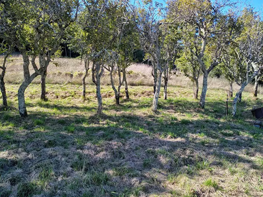 Immagine 14 di Terratetto in vendita  in Campo Benedetto 1 a Varese Ligure