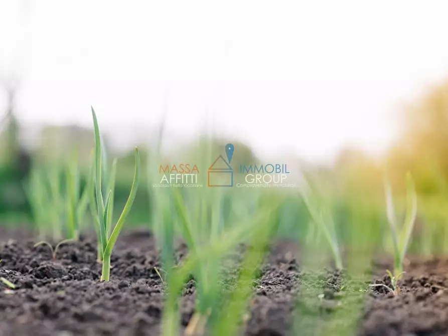 Immagine 1 di Terreno agricolo in affitto  in Viale della Repubblica 78 a Massa