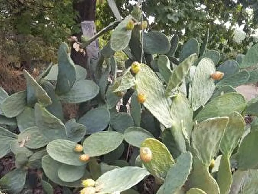 Immagine 5 di Terreno agricolo in vendita  a Santa Maria Imbaro