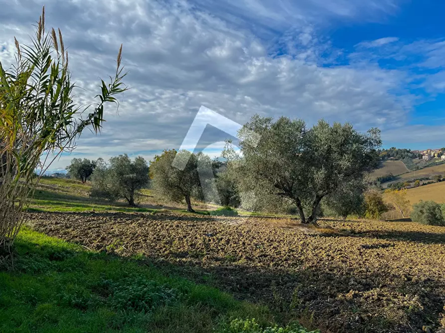 Immagine 2 di Rustico / casale in vendita  a Belvedere Ostrense