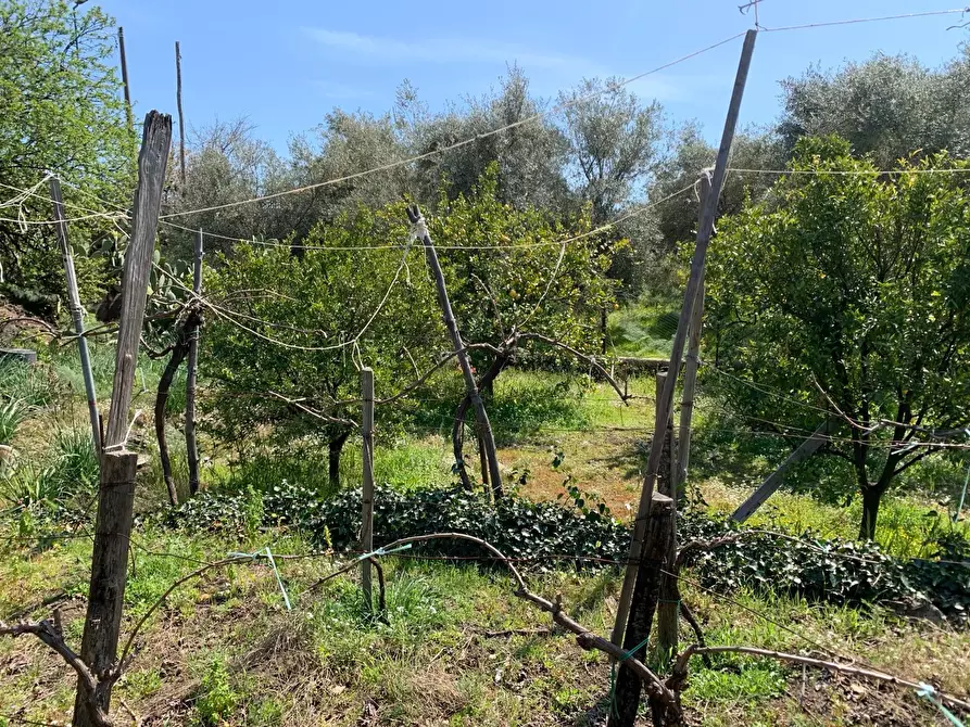 Immagine 7 di Terreno agricolo in vendita  a Pedara