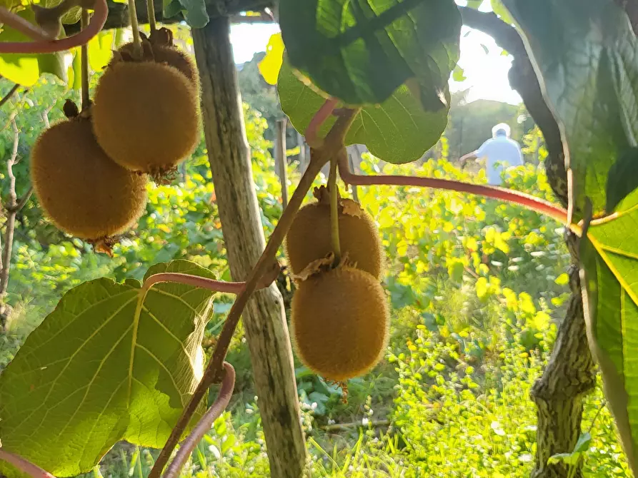 Immagine 99 di Casa indipendente in vendita  in Via Giotto 22 a Acri