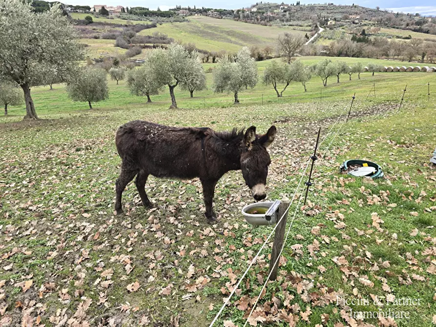 Immagine 63 di Casa indipendente in vendita  in Strada di Pereta a Chianciano Terme