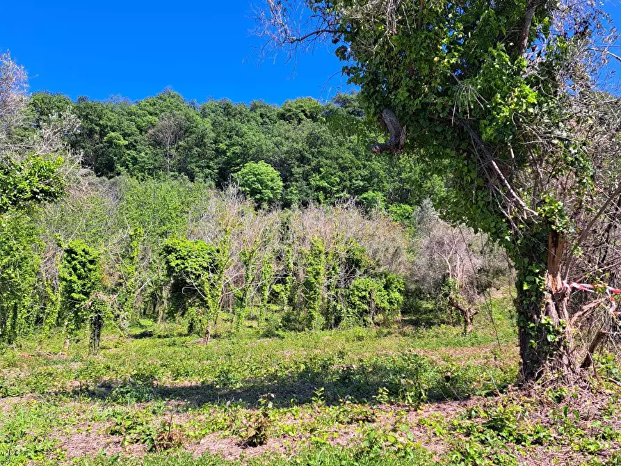 Immagine 10 di Rustico / casale in vendita  in C.DA CASTELLANA a Treglio