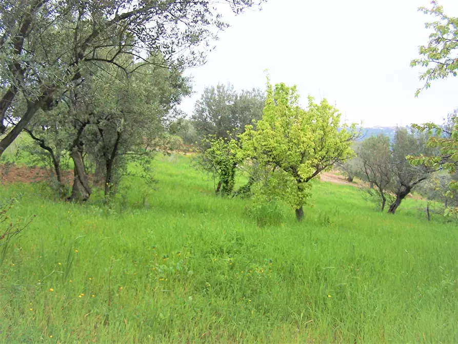 Immagine 6 di Terreno industriale in vendita  in contrada puglianna a Treglio