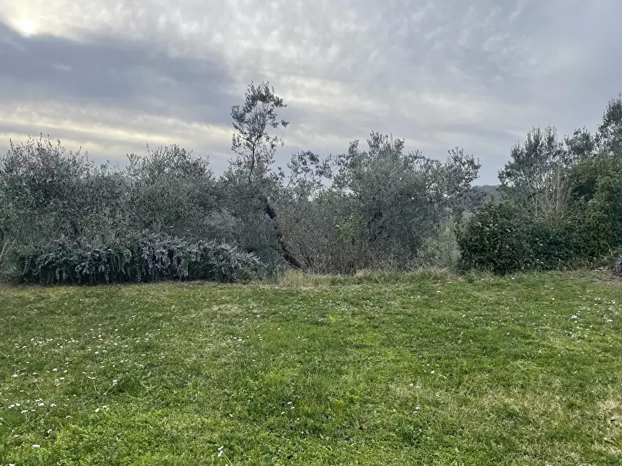 Immagine 28 di Rustico / casale in vendita  in Via della Sassetta a Castagneto Carducci