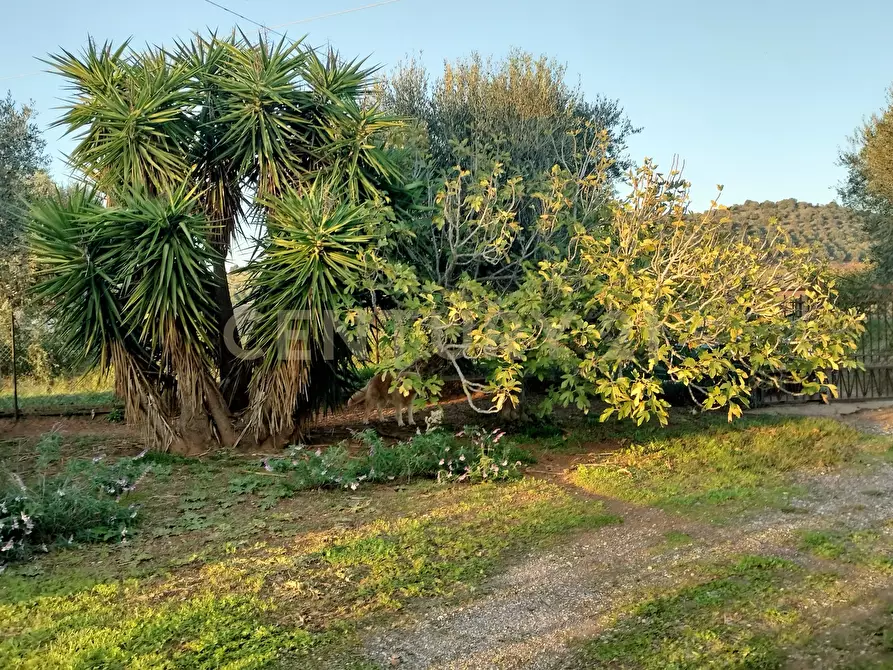 Immagine 3 di Rustico / casale in vendita  in Strada Pedemontana a Capalbio