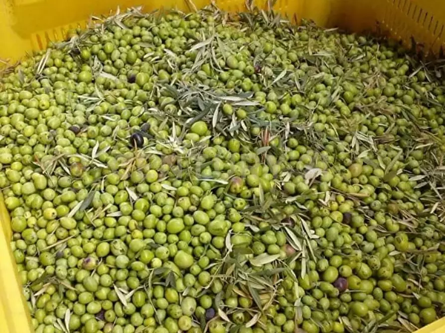 Immagine 23 di Terreno agricolo in vendita  in Contrada Masseria Grande SNC a Centuripe