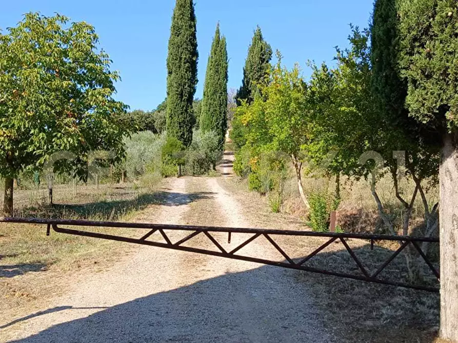 Immagine 19 di Azienda agricola in vendita  in località poggio al capraio snc a Roccastrada