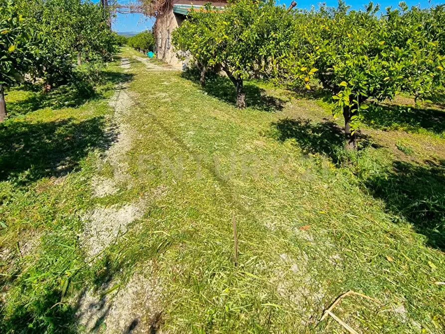 Immagine 14 di Rustico / casale in vendita  in Strada Provinciale 92 92 a Francofonte