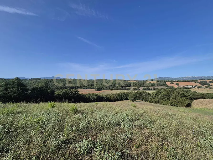 Immagine 6 di Terreno agricolo in vendita  in località cornacchiaio snc a Civitella Paganico